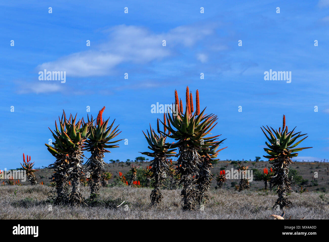Landschaft mit bitteren Aloe in Blume im Addo Elephant National Park, Eastern Cape, Südafrika Stockfoto