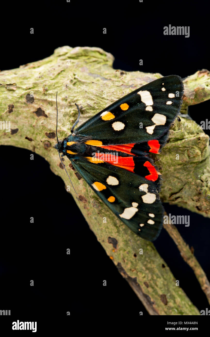 Eine rote Tiger Moth, Callimorpha dominula, auf einem schwarzen Hintergrund, die von Raupen in der Wildnis gefunden und nach Hg freigegeben wurde Stockfoto