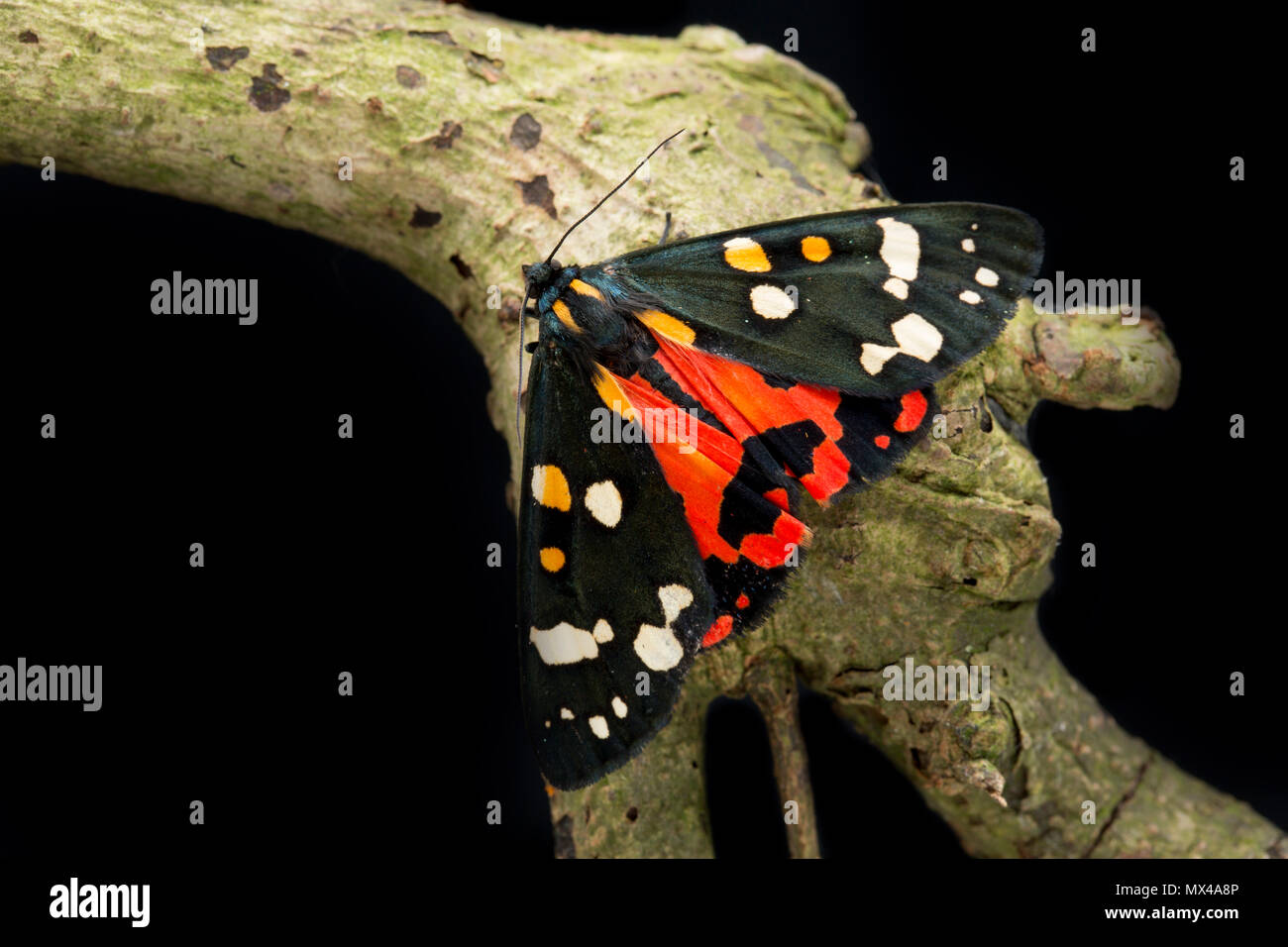 Eine rote Tiger Moth, Callimorpha dominula, auf einem schwarzen Hintergrund, die von Raupen in der Wildnis gefunden und nach Hg freigegeben wurde Stockfoto