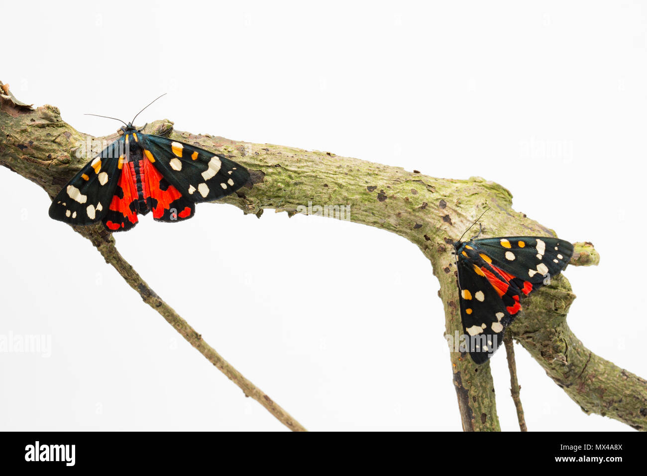 Ein Paar von Scarlet tiger Motten, Callimorpha dominula, auf weißem Hintergrund, die von Raupen in der Wildnis gefunden und befreit, nachdem bei angehoben wurden Stockfoto
