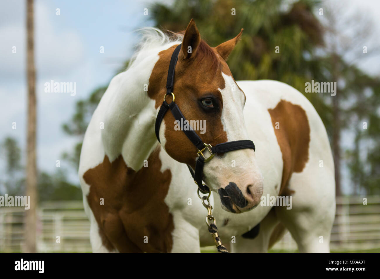 Silo paint horse Stockfoto