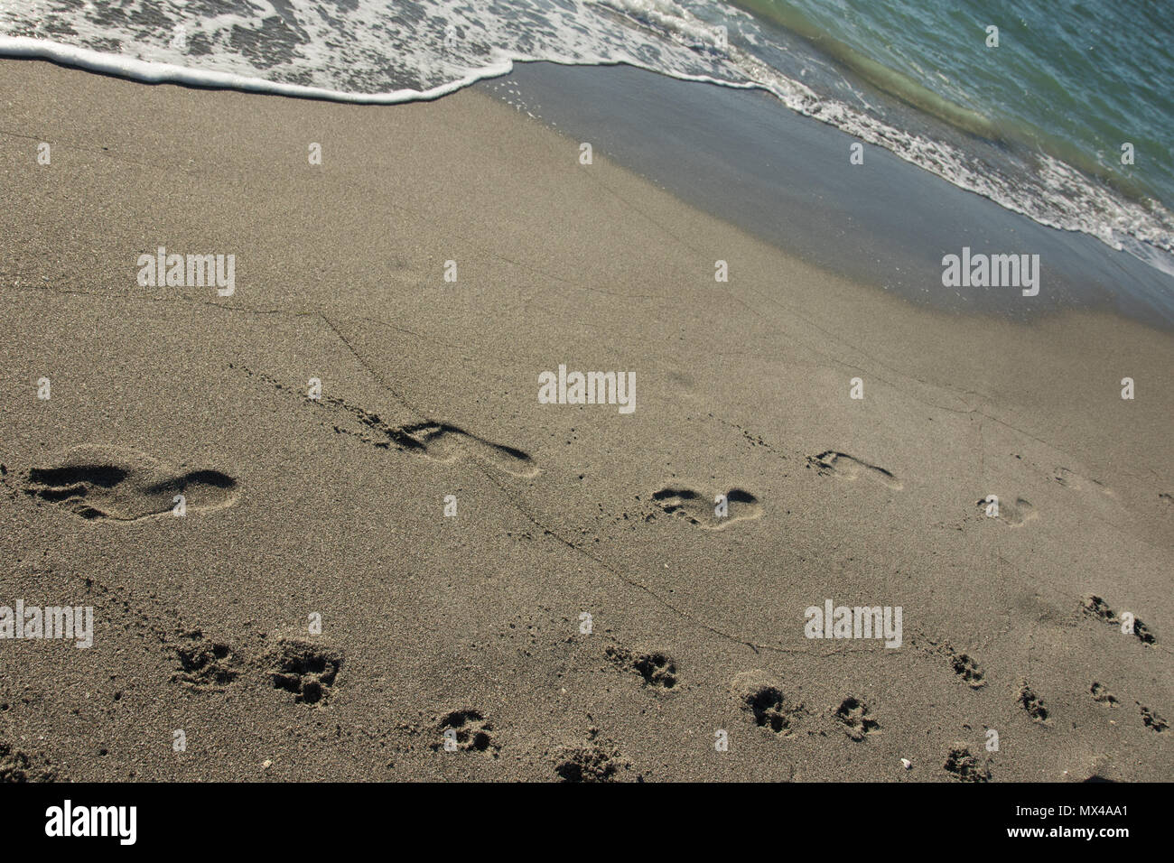 Footprints und pawprints an der Küste Stockfoto