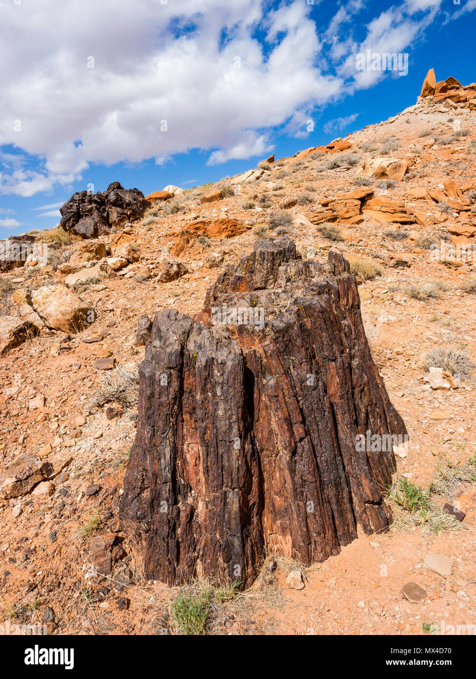 Aufrechte versteinertes Holz Baumstumpf in Wolverine Petrified Forest, Wolverine Creek Trail im Grand Staircase-Escalante National Monument in Utah. Stockfoto