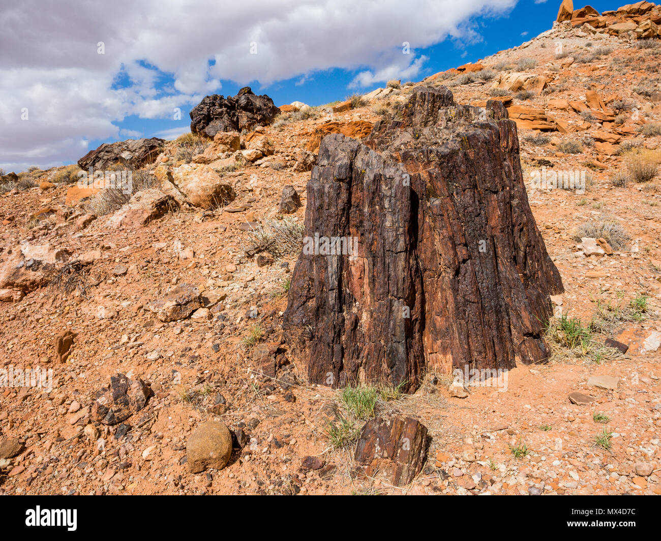 Aufrechte versteinertes Holz Baumstumpf in Wolverine Petrified Forest, Wolverine Creek Trail im Grand Staircase-Escalante National Monument in Utah. Stockfoto