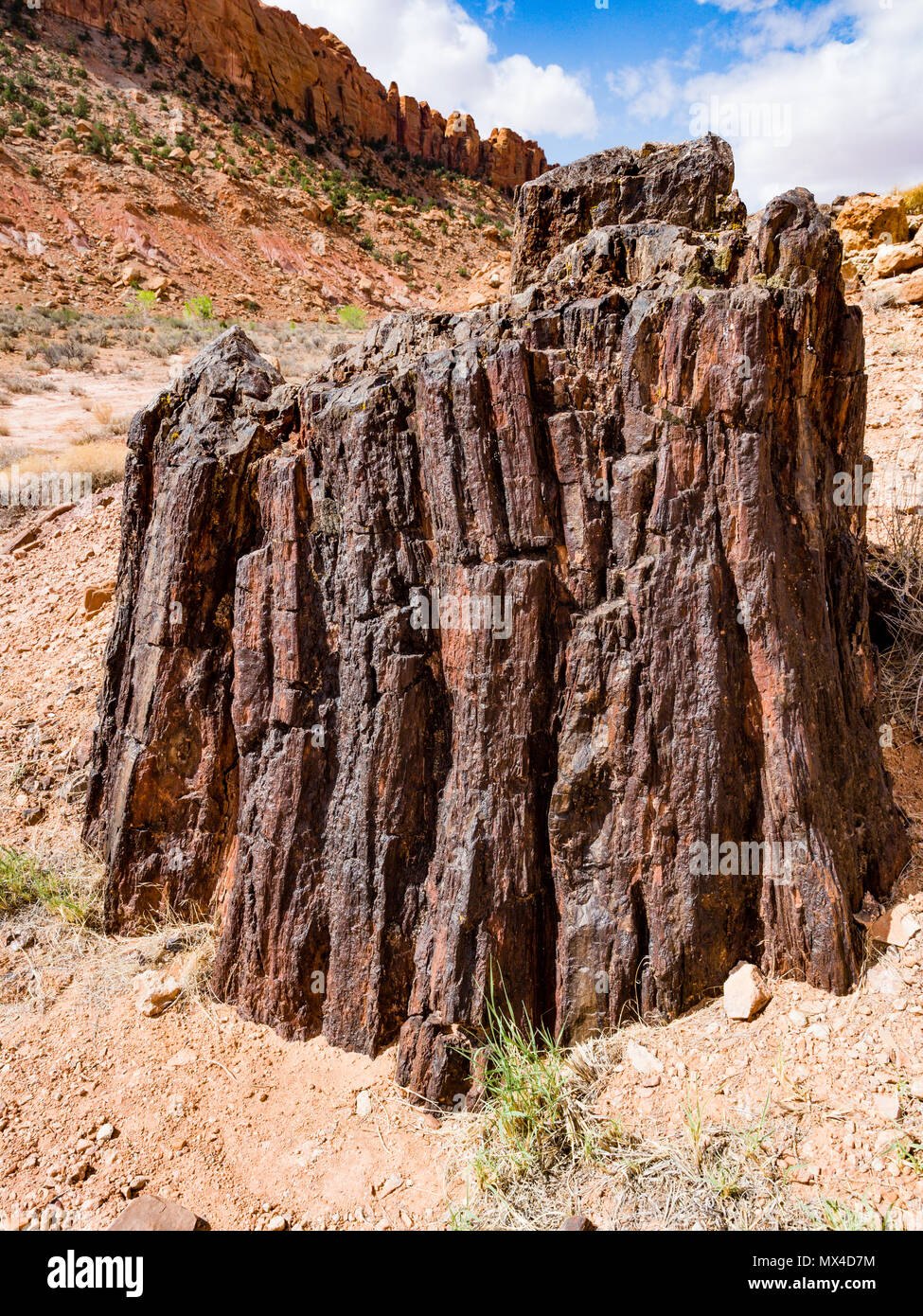Aufrechte versteinertes Holz Baumstumpf in Wolverine Petrified Forest, Wolverine Creek Trail im Grand Staircase-Escalante National Monument in Utah. Stockfoto
