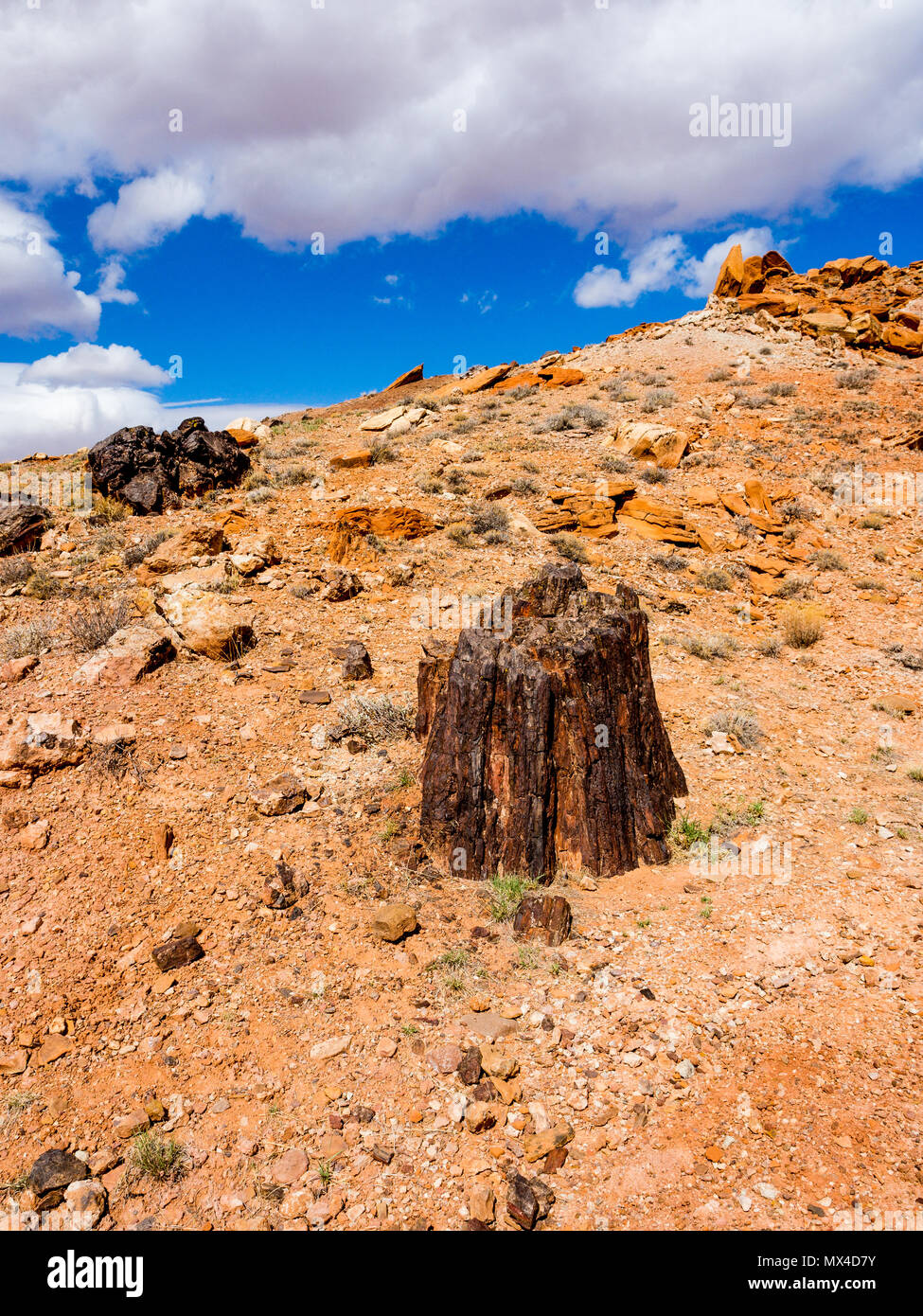 Aufrechte versteinertes Holz Baumstumpf in Wolverine Petrified Forest, Wolverine Creek Trail im Grand Staircase-Escalante National Monument in Utah. Stockfoto