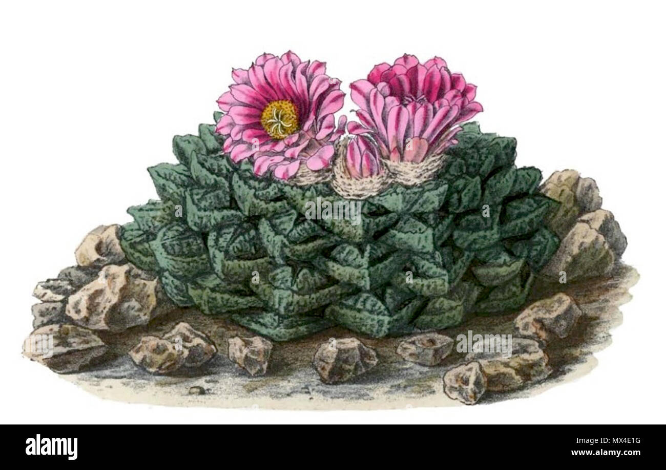 . Englisch: Ariocarpus fissuratus. 1904. Schumann, Gürke & Vaupel Peter A. Mansfeld für die Lösung Bild. 56 Ariocarpus fissuratus BlKakteenT 52b Stockfoto