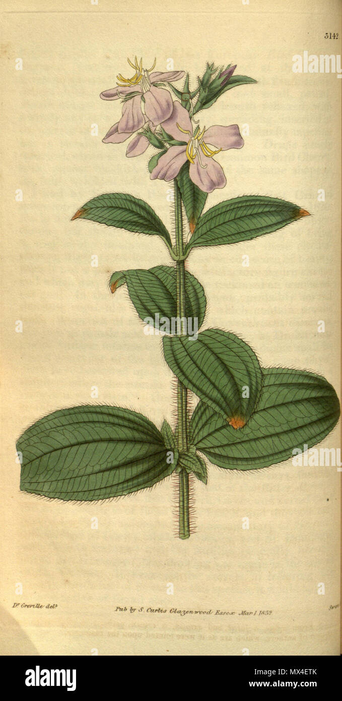 . Arthrostemma nitida (=Tibouchina Nitida), Melastomataceae. 1832. Dr. Greville del., Swan sc. 58 Arthrostemma nitida 59-3142 Stockfoto