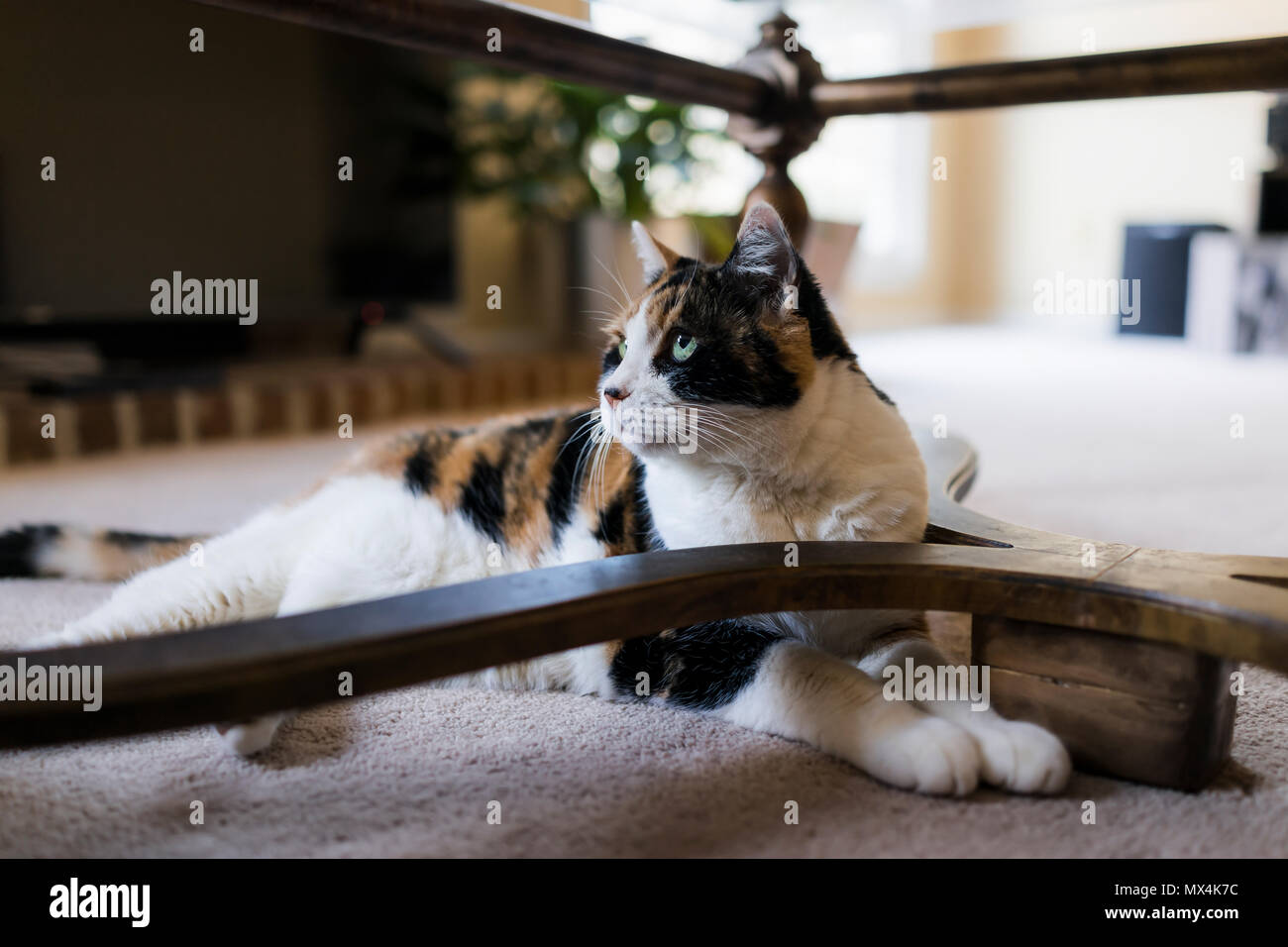 Nahaufnahme des Calico Cat unter Couchtisch auf Fußboden im Wohnzimmer suchen Seite Profil, niedlich und liebenswert Stockfoto