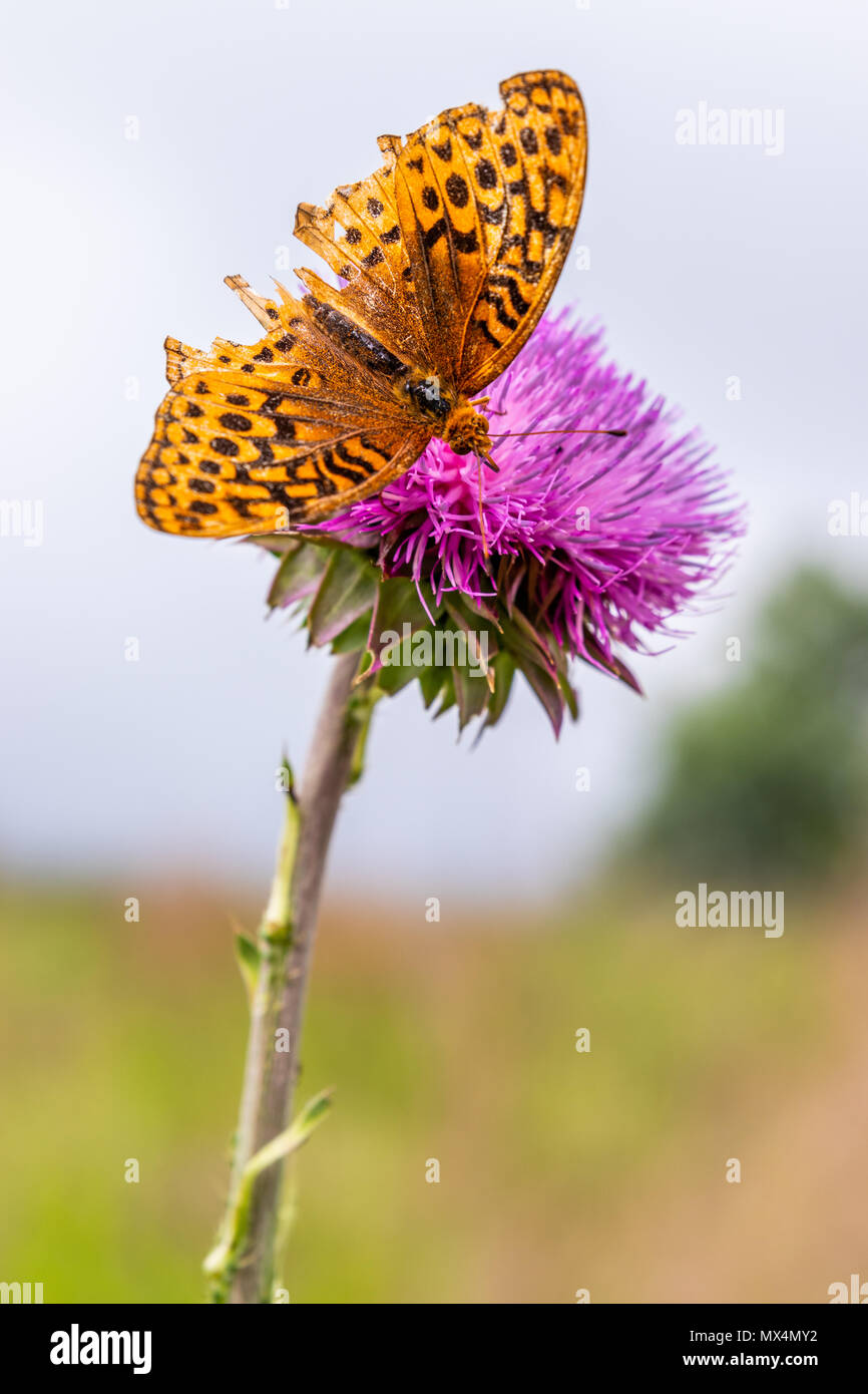 Ein Schmetterling Grünfutter für Pollen auf einer Distel blühen. Stockfoto