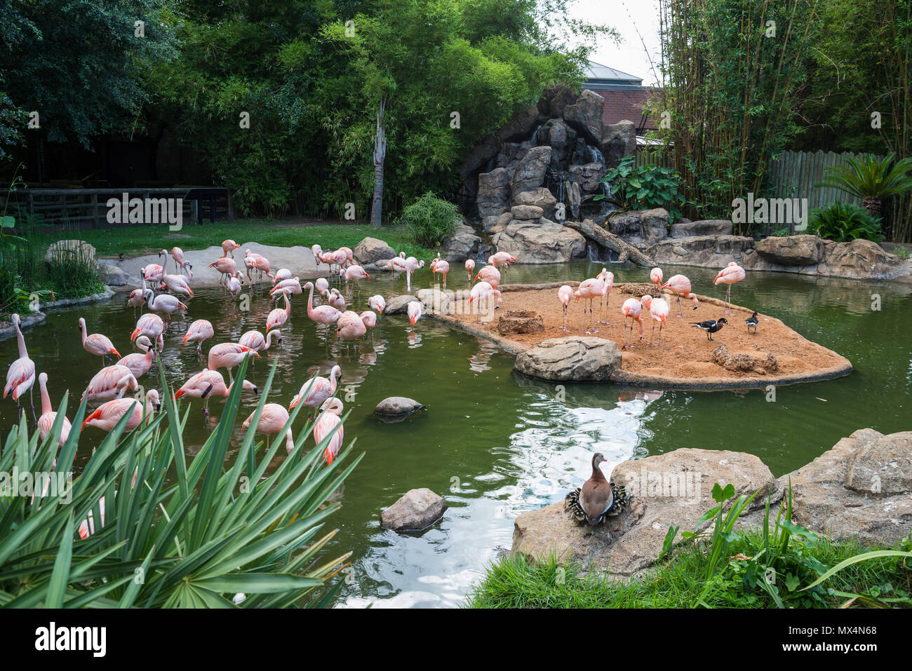 Flamingos und andere Vögel versammeln sich an einem Teich in Houston Zoo. Houston, Texas, USA. Stockfoto