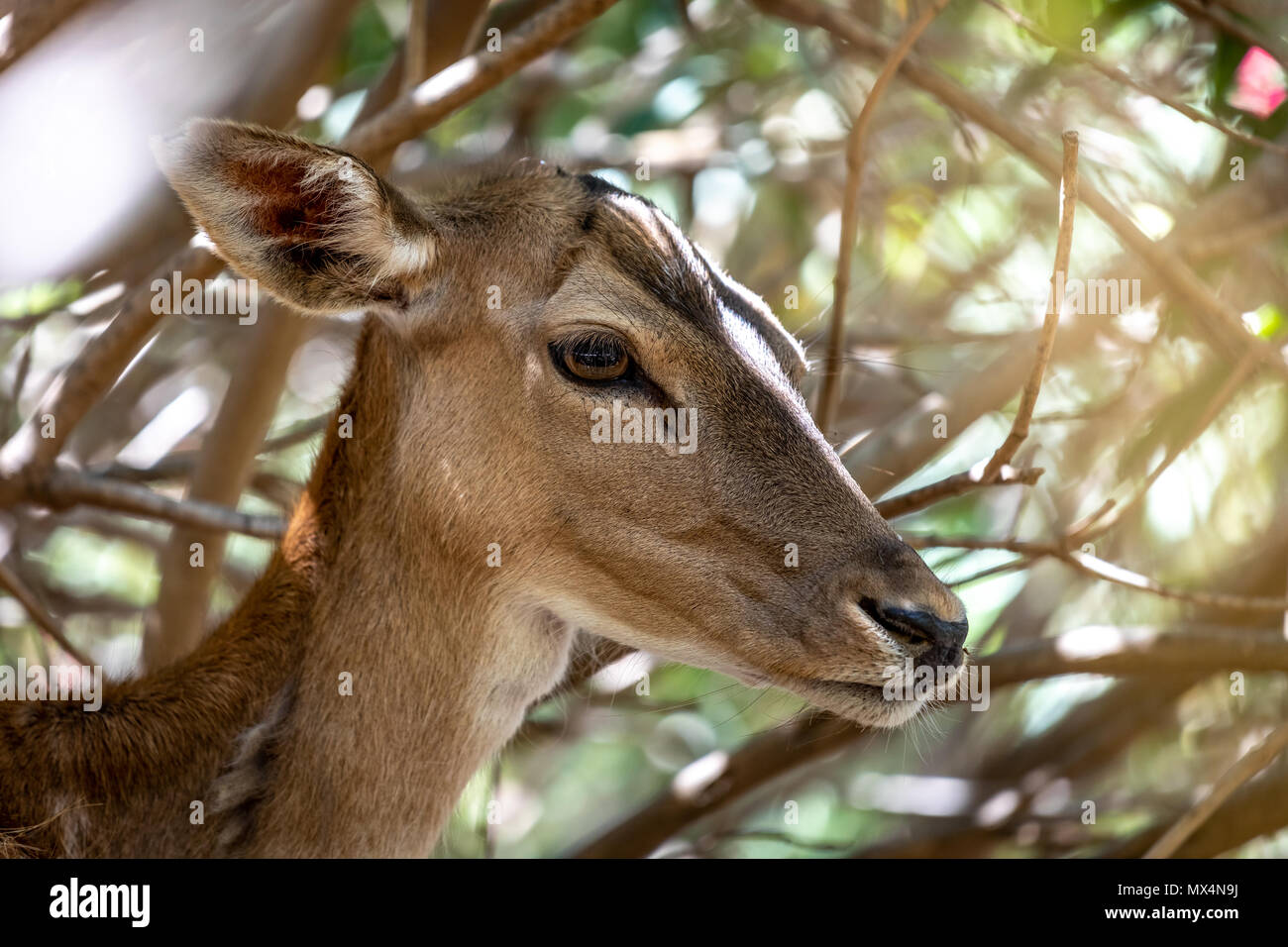 Red Deer Versteckt im Gebüsch Fotograf: Brian Duffy Stockfoto