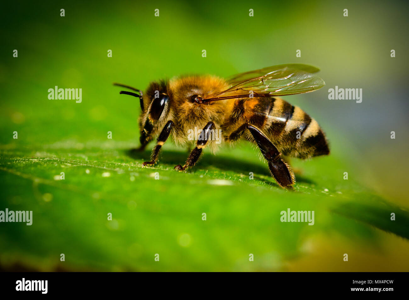 Bumblebee in Linden Blumen, in der Nähe von Bumble Bee Nektar sammeln, Honig Stockfoto