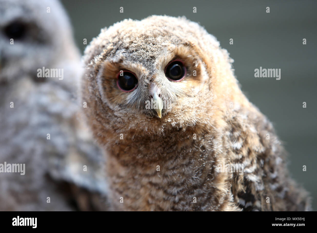 Baby Tiere auf dem Bild Brent Lodge Tier Zentrum in der Nähe von Chichester, West Sussex, UK. Stockfoto
