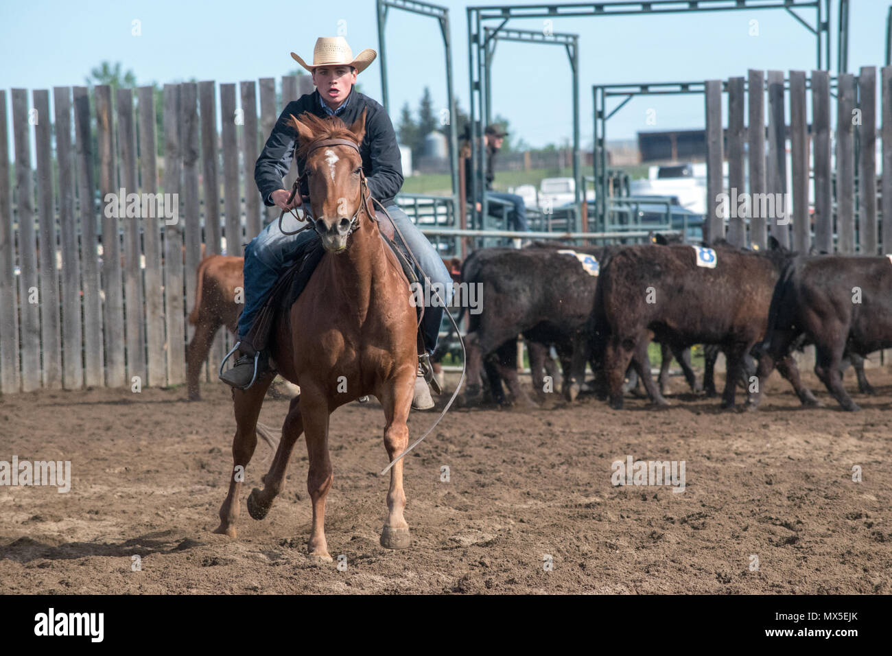 Cowboy Lenkung Vieh. Central Alberta Team Penning Association, Robson Arena, Carstairs, Alberta. Stockfoto