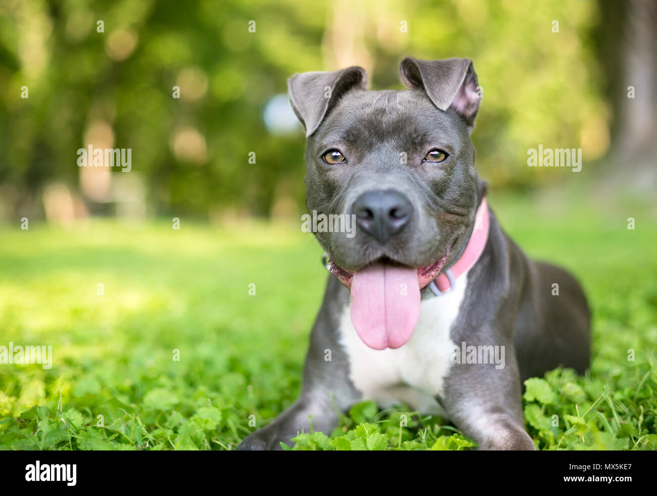 Eine blau-weiße Grube Stier Terrier Mischling Hund hecheln und entspannend im Gras Stockfoto