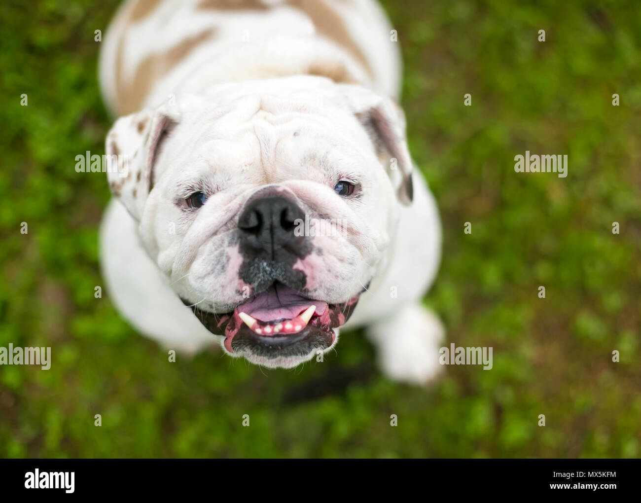 Eine Gluckliche Englische Bulldogge Suchen Stockfotografie Alamy