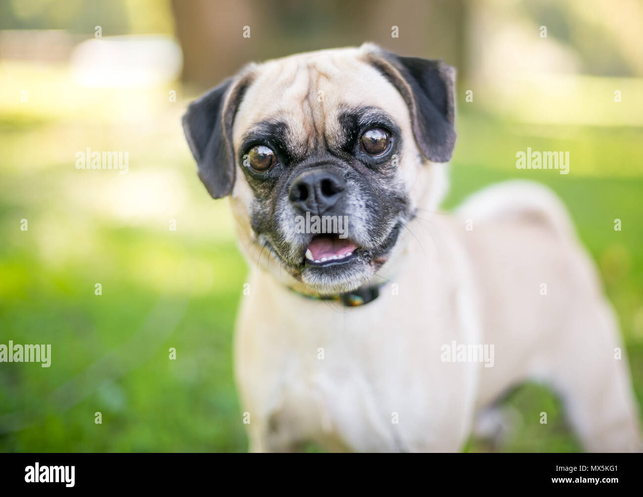 Eine niedliche Mops/Beagle Mischling Hund im Freien Stockfotografie - Alamy