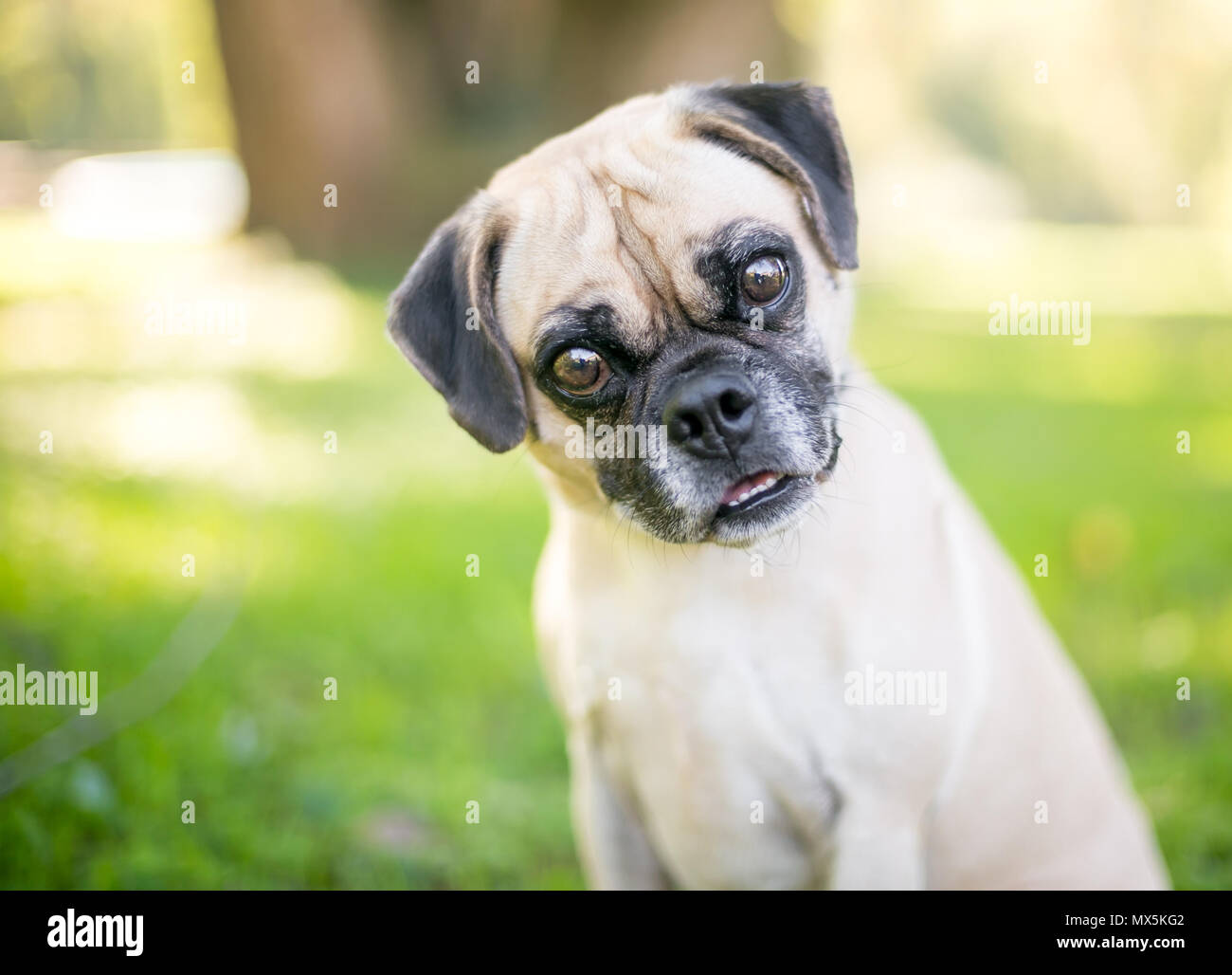 Pug beagle -Fotos und -Bildmaterial in hoher Auflösung – Alamy