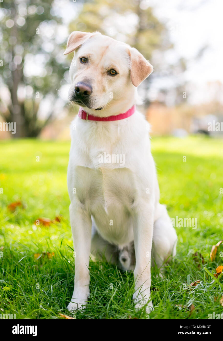 Einen gelben Labrador Retriever Hund im Freien sitzen und Zuhören mit einem Kopf neigen Stockfoto