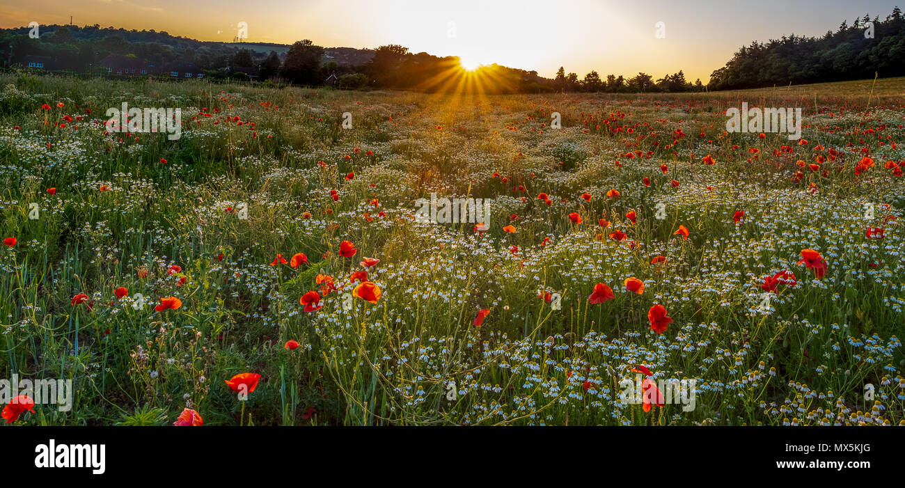 Poppy und Wildflower Feld im Sommer bei Sonnenuntergang Stockfoto