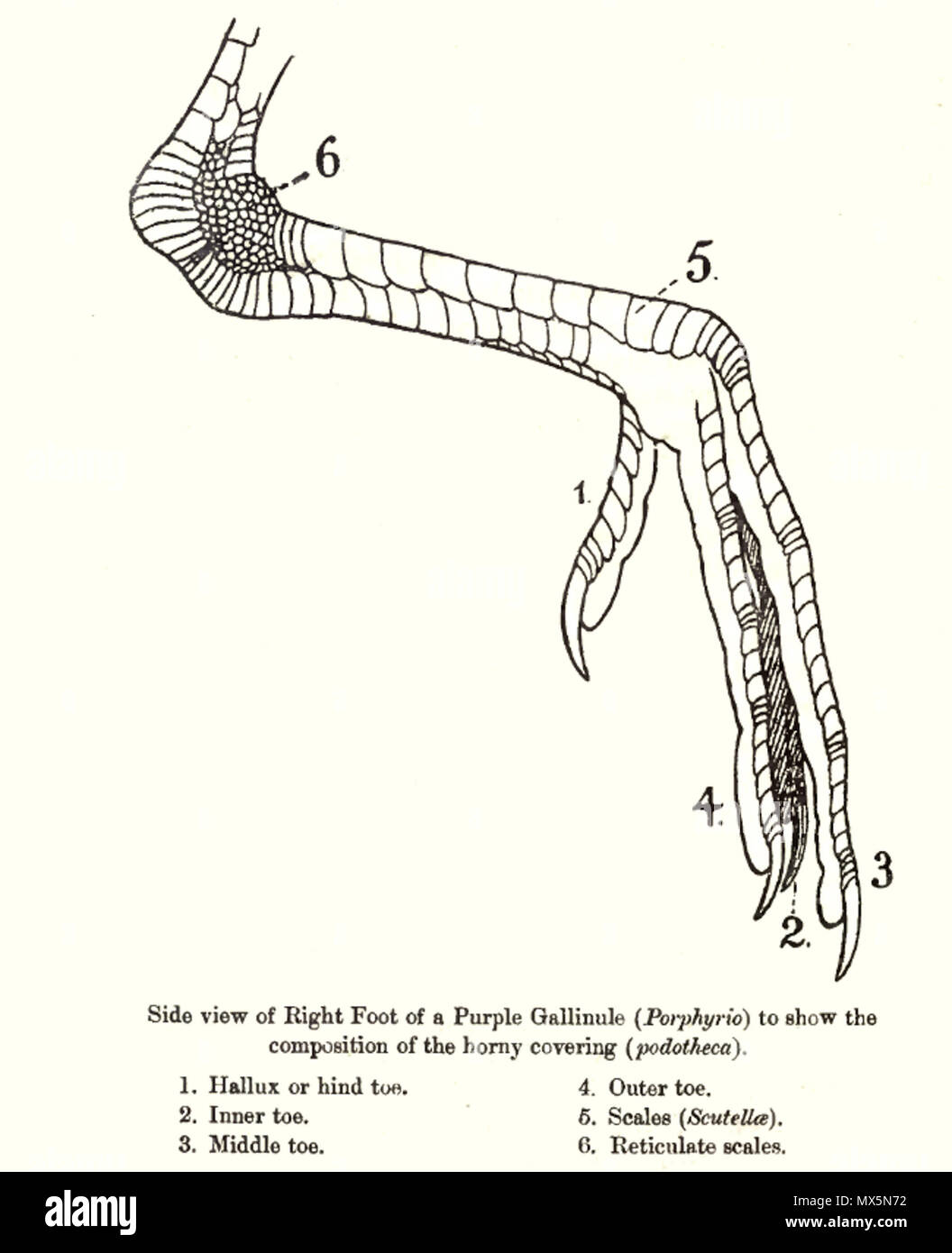 . Vogel Bein scalation. 1921. W R Ogilvie gewähren 85 BirdLeg Stockfoto