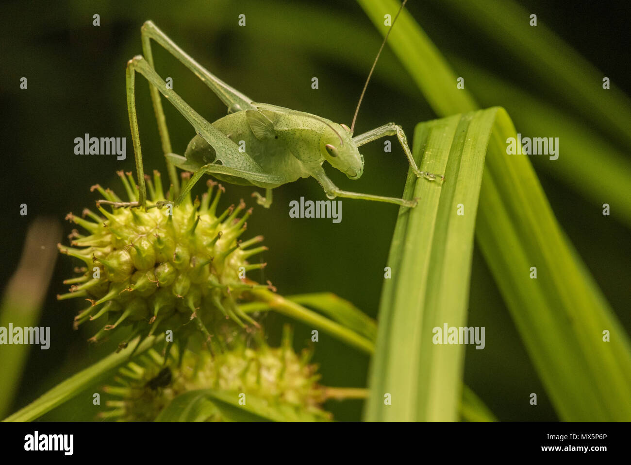 Eine kleine grüne katydid im Gras versteckt, wie in Greenvlle, North Carolina gesehen. Stockfoto