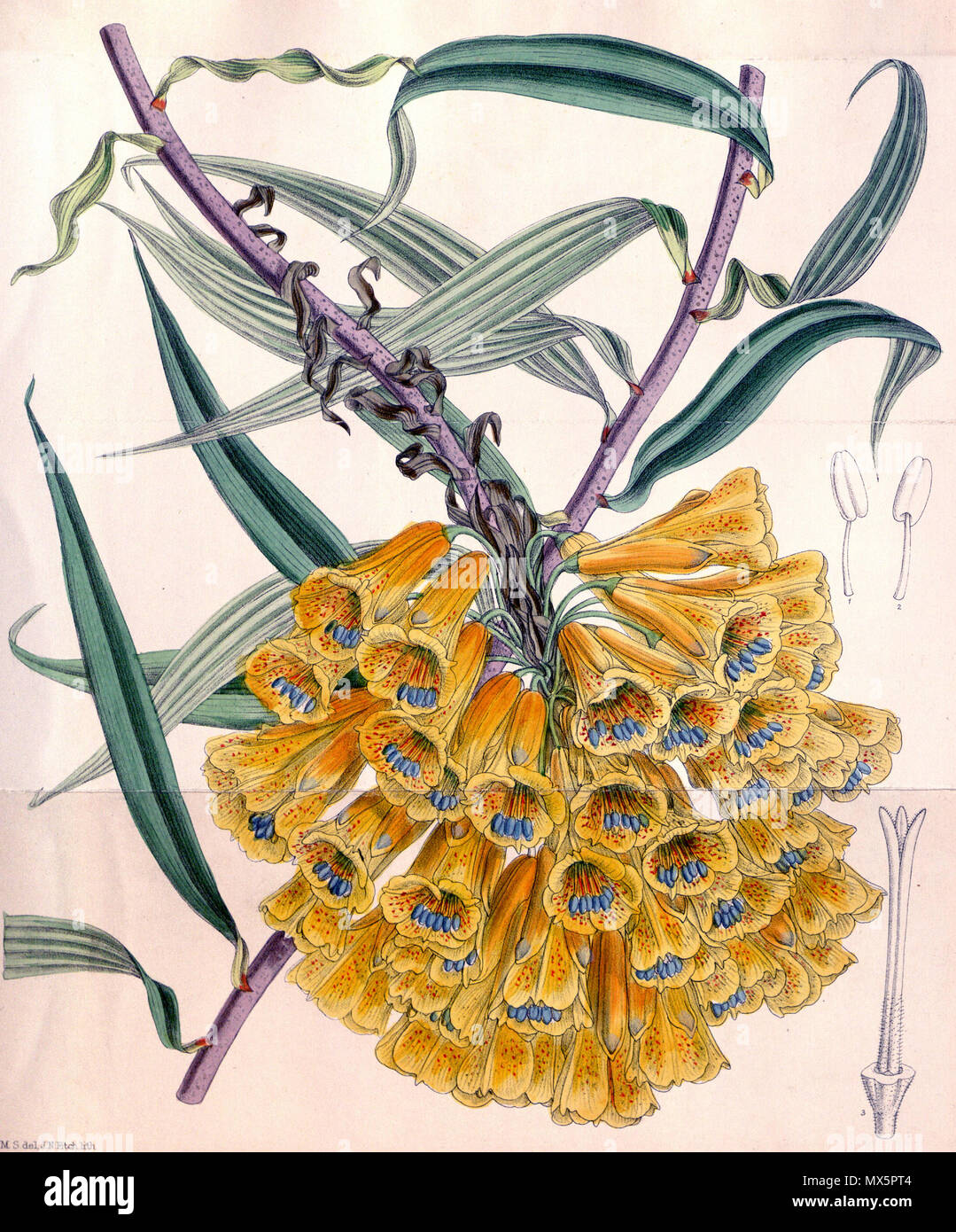 . Englisch: Bomarea multiflora. 1892. Matilda Smith del. (1854-1926), John Nugent Fitch lith. (1840-1927) 90 Bomarea multiflora CBM Stockfoto