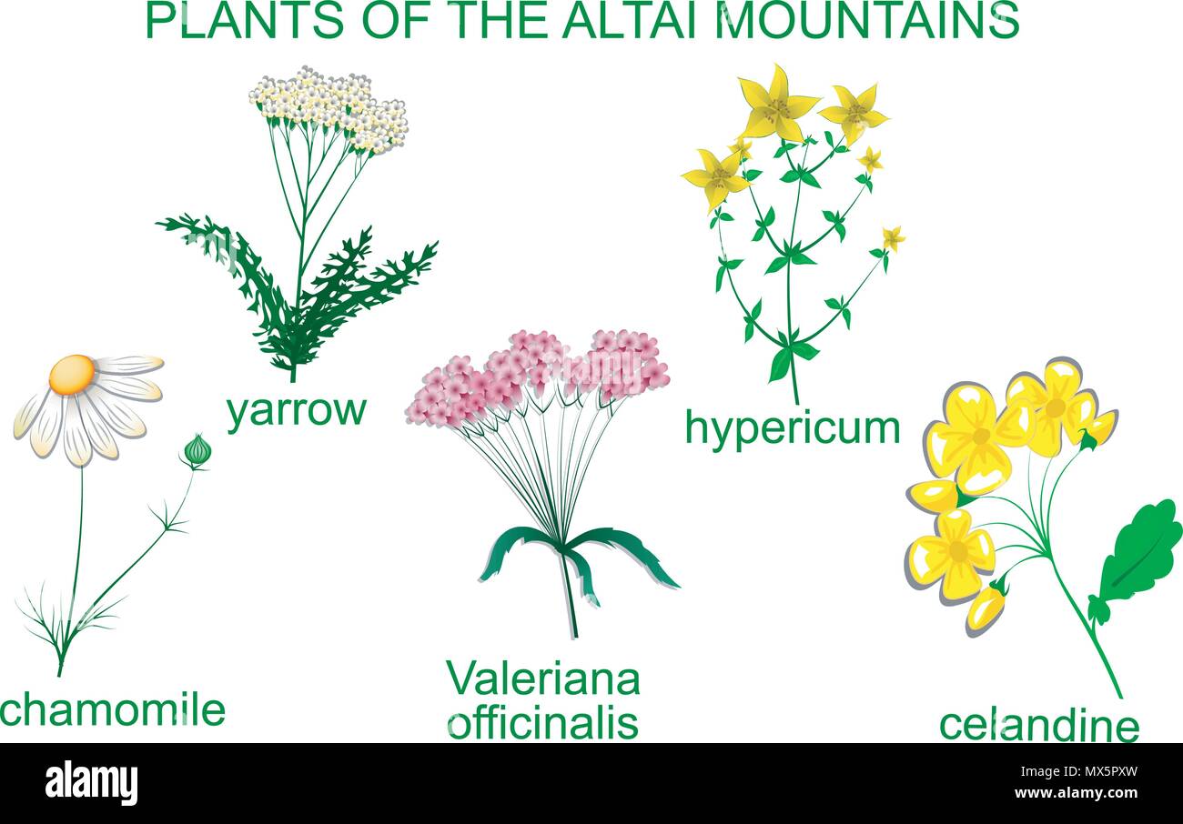 Abbildung: HEILPFLANZEN DER ALTAI GEBIRGE Stock Vektor