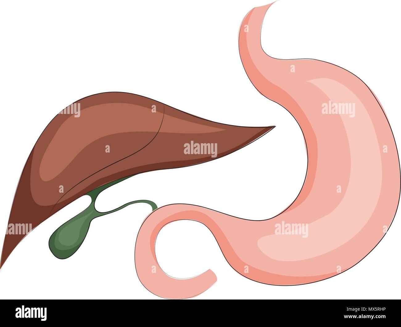 Abbildung: Magen, Leber und Gallenblase. Verdauungssystem Stock Vektor