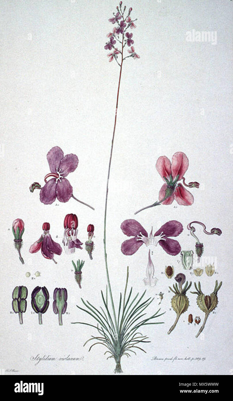 . Dies ist ein Scan der Platte 5 von Ferdinand Bauer Illustrationes Florae Novae Hollandiae. Die Anlage ist eriosyce Violaceum. Anfang des 19. Jahrhunderts. Ferdinand Bauer (1760-1826) 580 Stylidiumviolaceum drucken Stockfoto