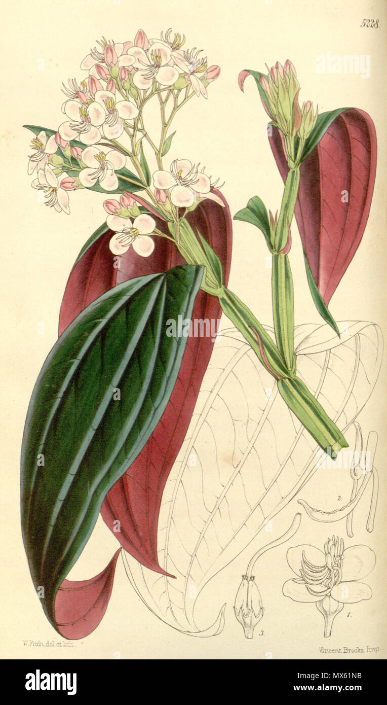 . Centradenia grandifolia, Melastomataceae. 1861. Fitch, Del. et lith. 120 Centradenia grandifolia 87-5228 Stockfoto