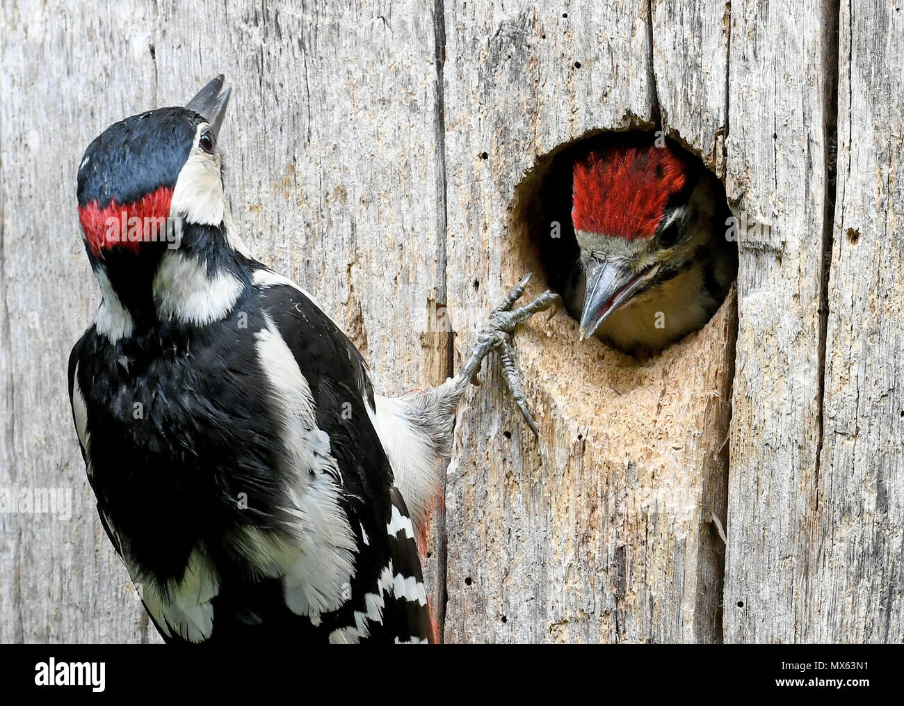 Hannover, Deutschland. 01 Juni, 2018. 01 Juni 2018, Deutschland, Hannover: Ein Elternteil füttert ihre jungen Buntspecht (Dendrocopos major) in einem Baumstamm sitzen. Quelle: Holger Hollemann/dpa/Alamy leben Nachrichten Stockfoto