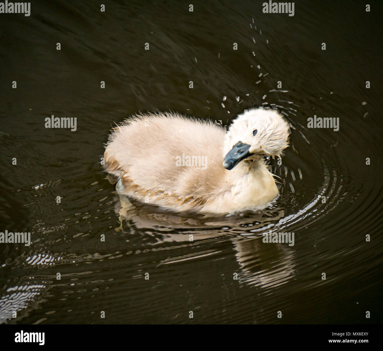 Water of Leith, Leith, Edinburgh, Schottland, Vereinigtes Königreich. Nahaufnahme eines stummen Schwans, Cygnus olor, flauschige Cygnet Schwimmen im Fluss Wasser teilen es den Kopf zu trocknen mit Wassertropfen Sprühen Stockfoto