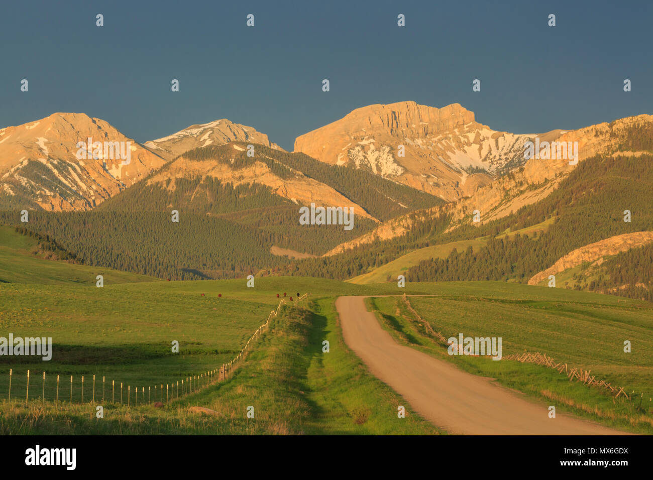 Morgenlicht auf der Straße zum Crown Mountain und Vieh Weiden unter der felsigen Bergfront in der Nähe von augusta, montana Stockfoto