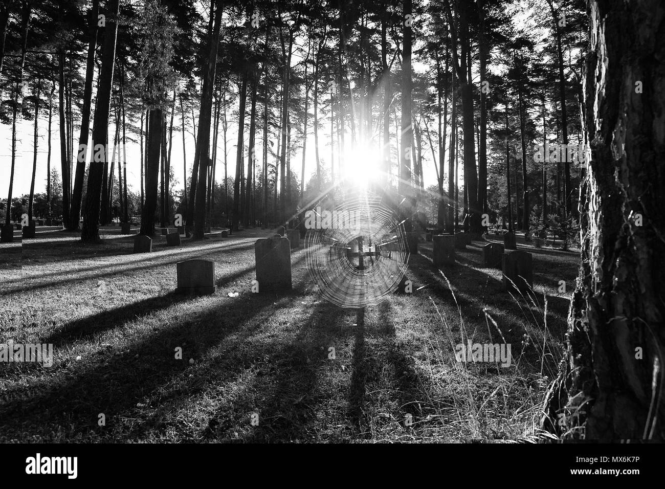 Nahaufnahme der Hintergrundbeleuchtung Spinnennetz am Friedhof mit Bäumen und Grundsteine im Hintergrund. Stockfoto