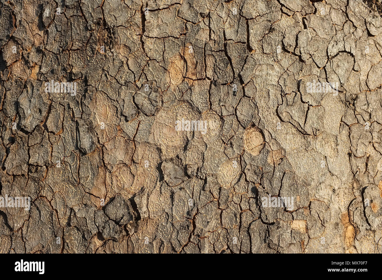 Close-up von texturierten Baumrinde. Stockfoto