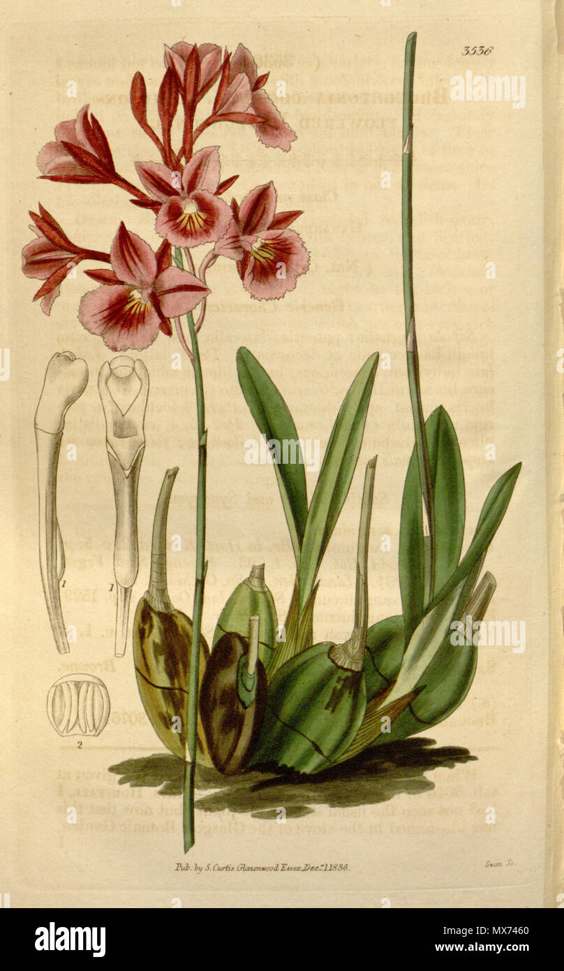 . Abbildung: Broughtonia sanguinea (syn. Broughtonia coccinea). 1836. Swan sc. 102 Broughtonia sanguinea (1836) Stockfoto