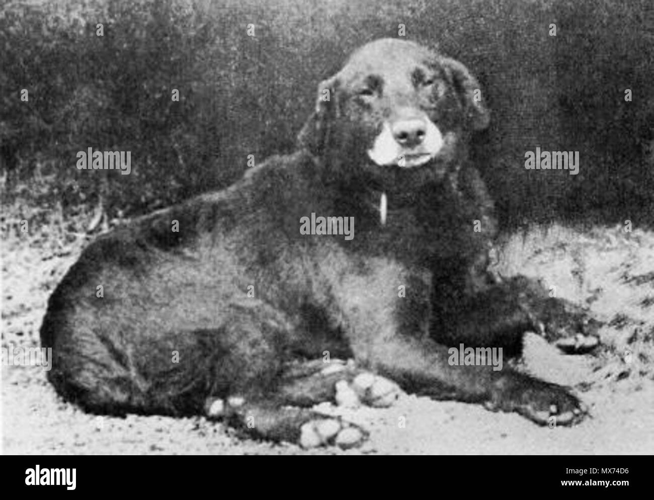 . Buccleuch Avon (b. 1885), als der Urahn aller modernen Labrador Retriever. Datum unbekannt 1890 - 1895. Siehe oben/unten 103 Buccleuch Avon (1885) Stockfoto