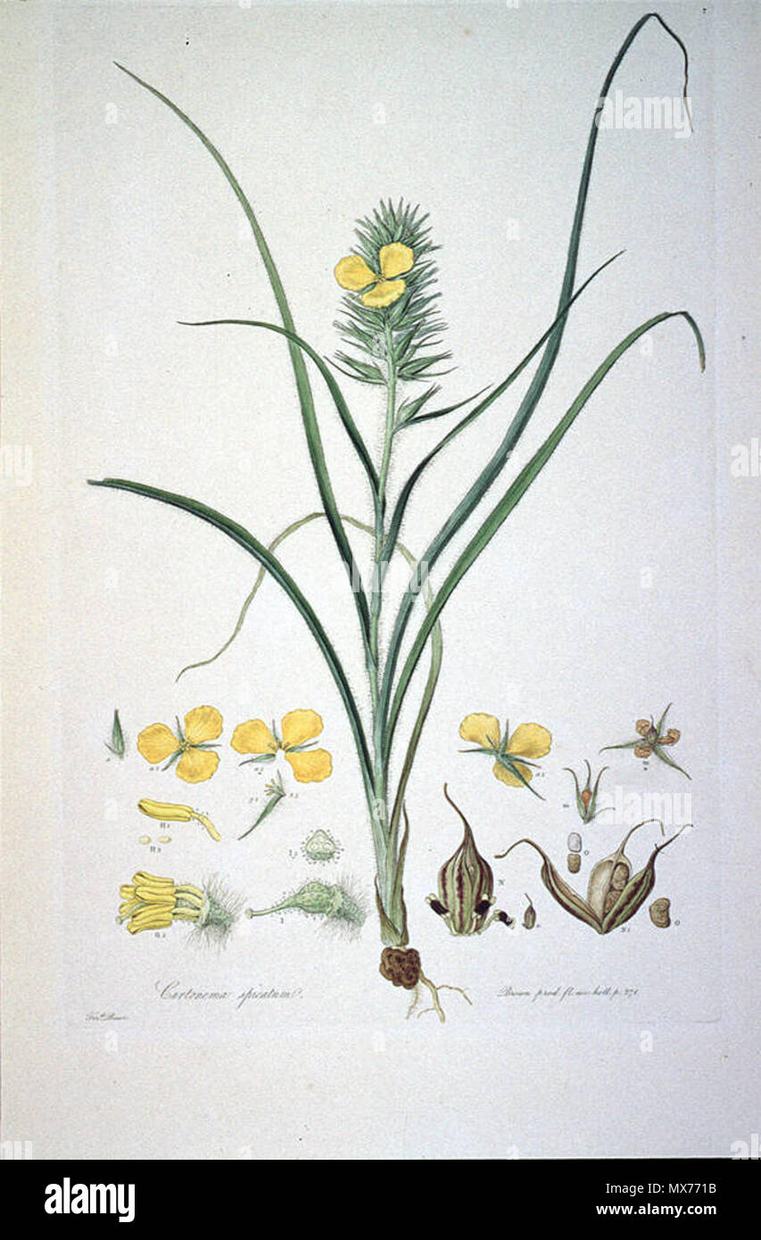 . Dies ist ein Scan der Platte 7 von Ferdinand Bauer Illustrationes Florae Novae Hollandiae. Die Anlage ist Cartonema spicatum. Anfang des 19. Jahrhunderts. Ferdinand Bauer (1760-1826) 116 Cartonema spicatum (Illustrationes Florae Novae Hollandiae Platte 7) Stockfoto