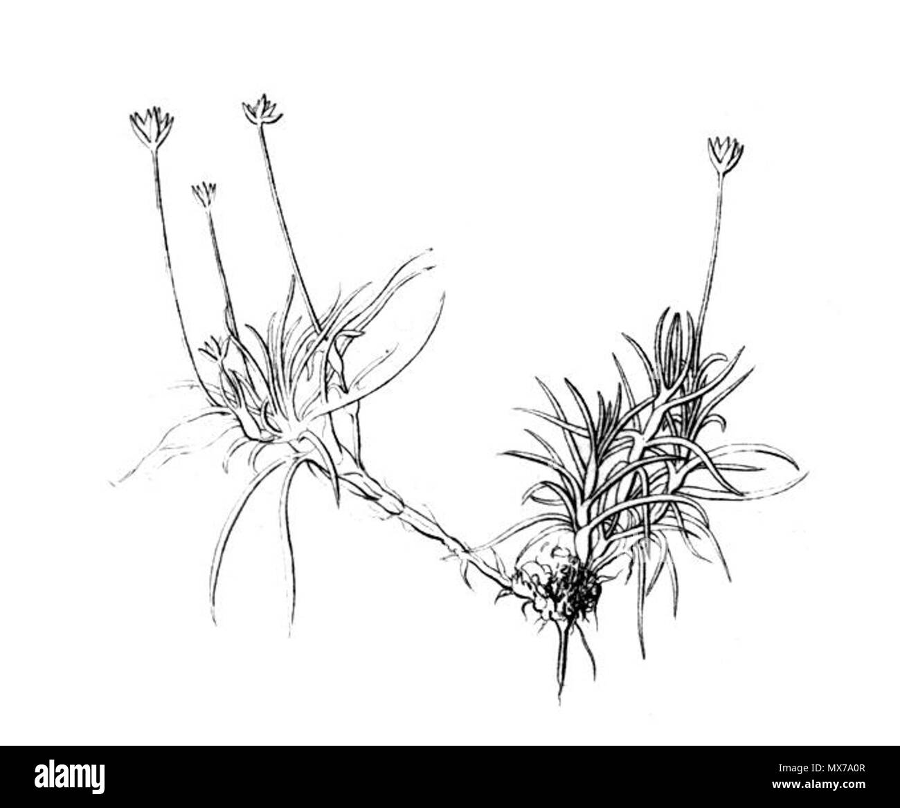 . Colobanthus quitensis. Zwischen 1825-35. Anonymus 138 ColobanthusQuitensisIllustration Stockfoto