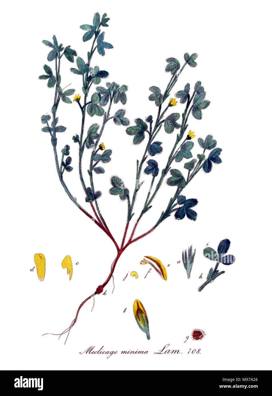 410 Medicago minima - Flora von Batava Afbeelding en Beschreibung van Nederlandsche Gewassen, IX Deel. (1846) (sauber) Stockfoto
