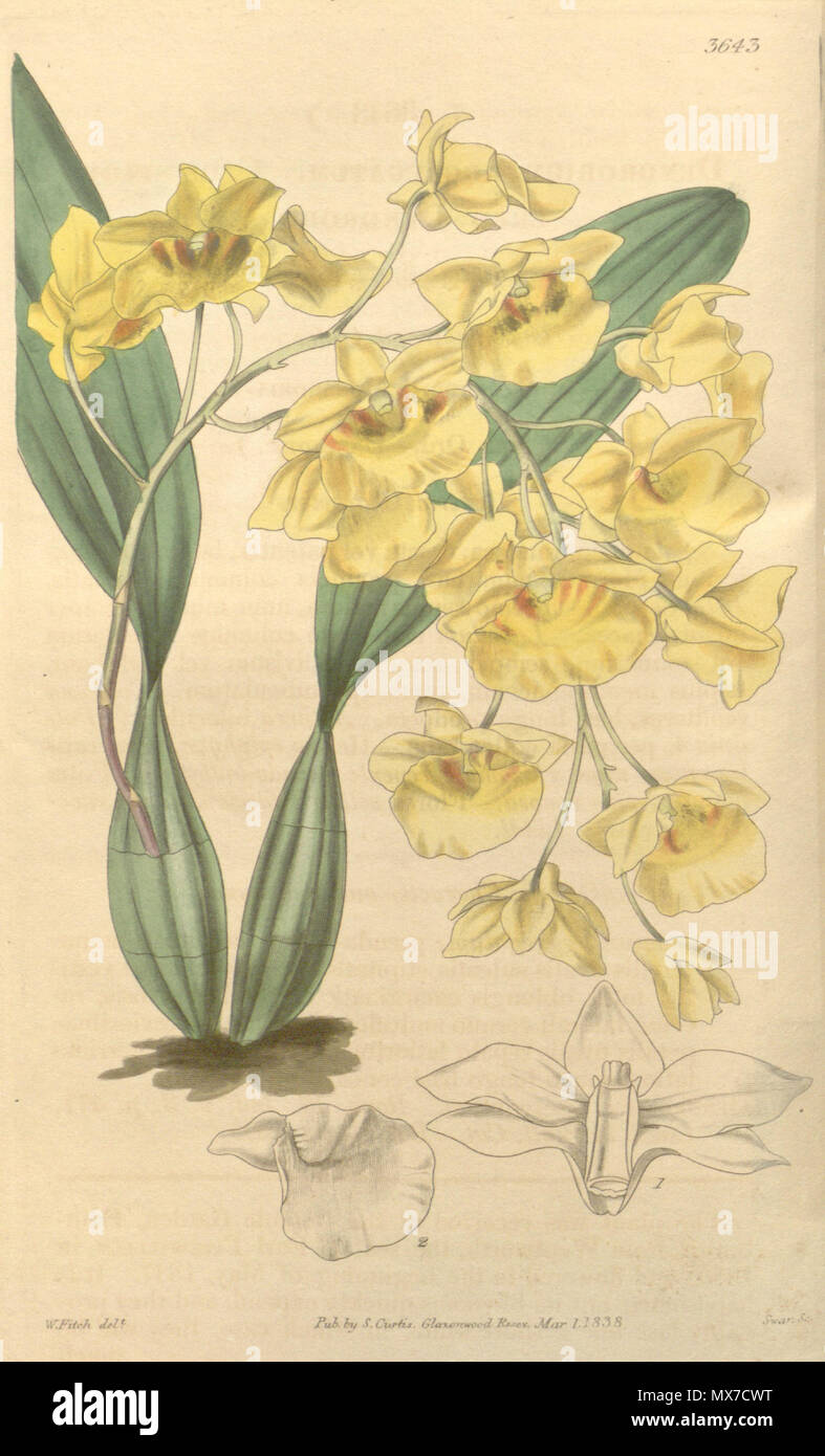 . Abbildung: Dendrobium lindleyi (syn. Dendrobium Aggregatum). 1839. Walter Hood Fitch (1817-1892) Del., Swan sc. 158 Dendrobium lindleyi Dendrobium aggregatum (als) - Curtis '65 (K.A. 12) pl. 3643 (1839) Stockfoto
