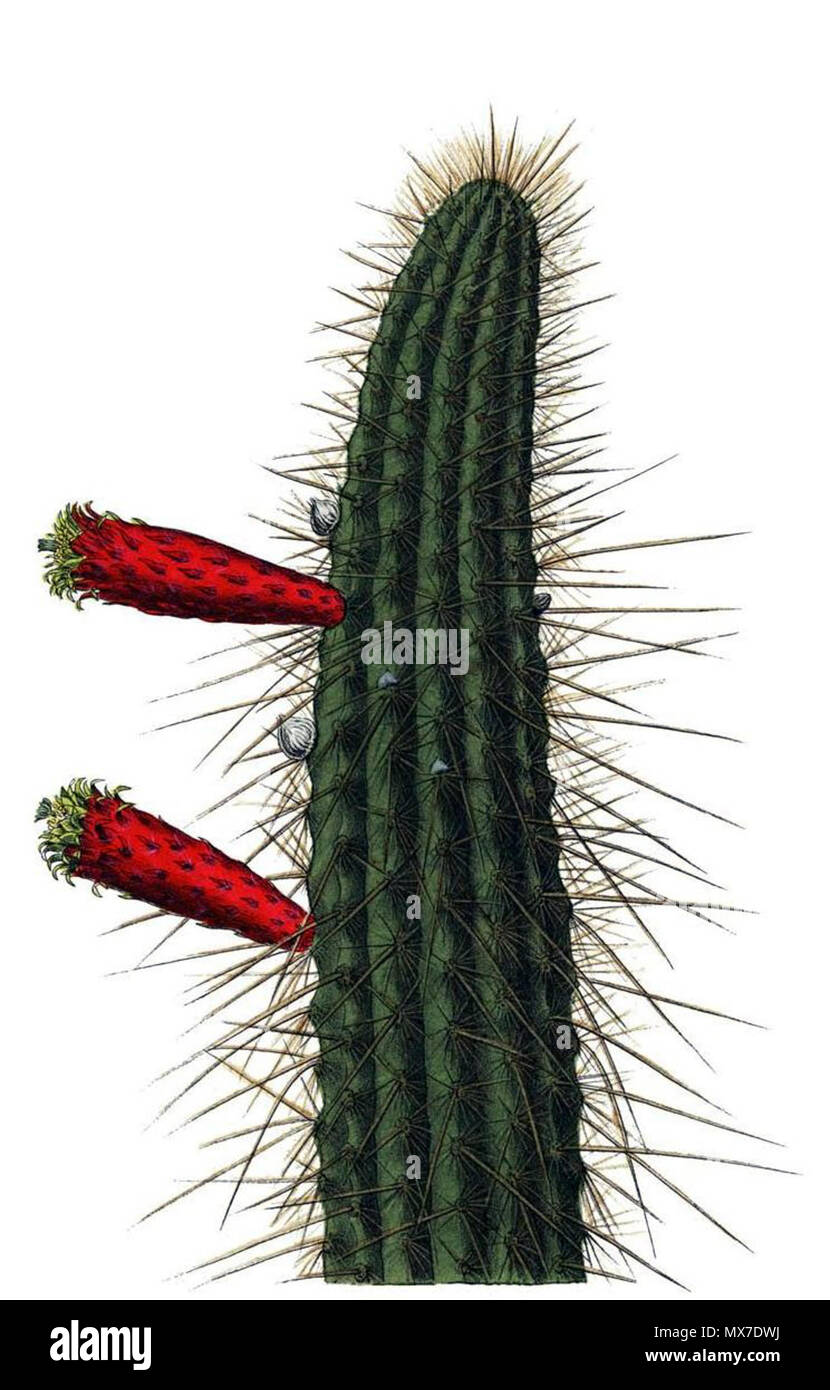 . Cleistocactus smaragdiflorus. 1904. Schumann, Gürke & Vaupel 133 Cereus Cleistocactus smaragdiflorus Stockfoto