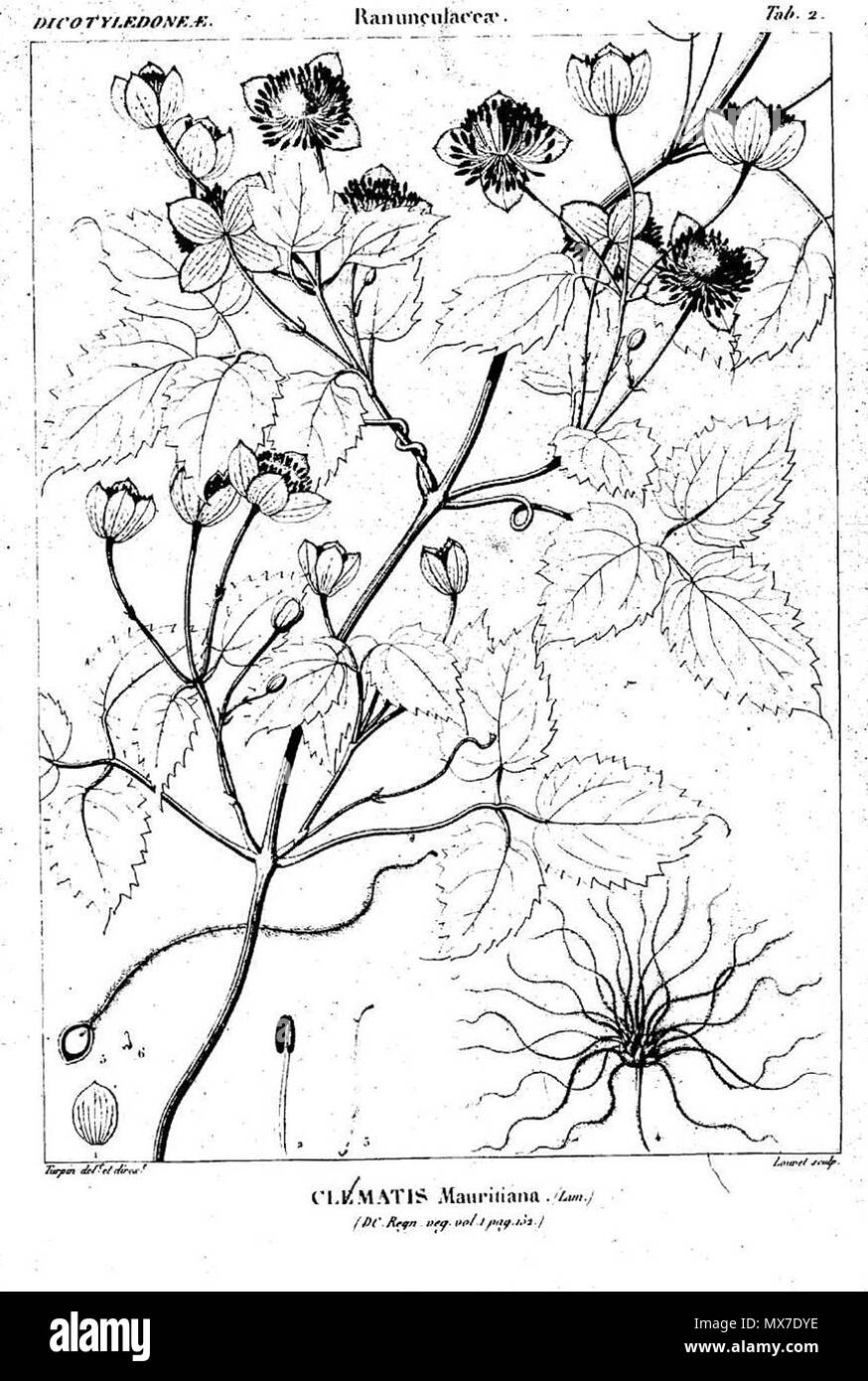 . Englisch: Zeichnung der Clematis mauritiana. zwischen 1820 und 1840. Pierre Jean François Turpin (1775-1840), Illustrator 133 Clematis mauritiana Icones selectae plantarum Stockfoto