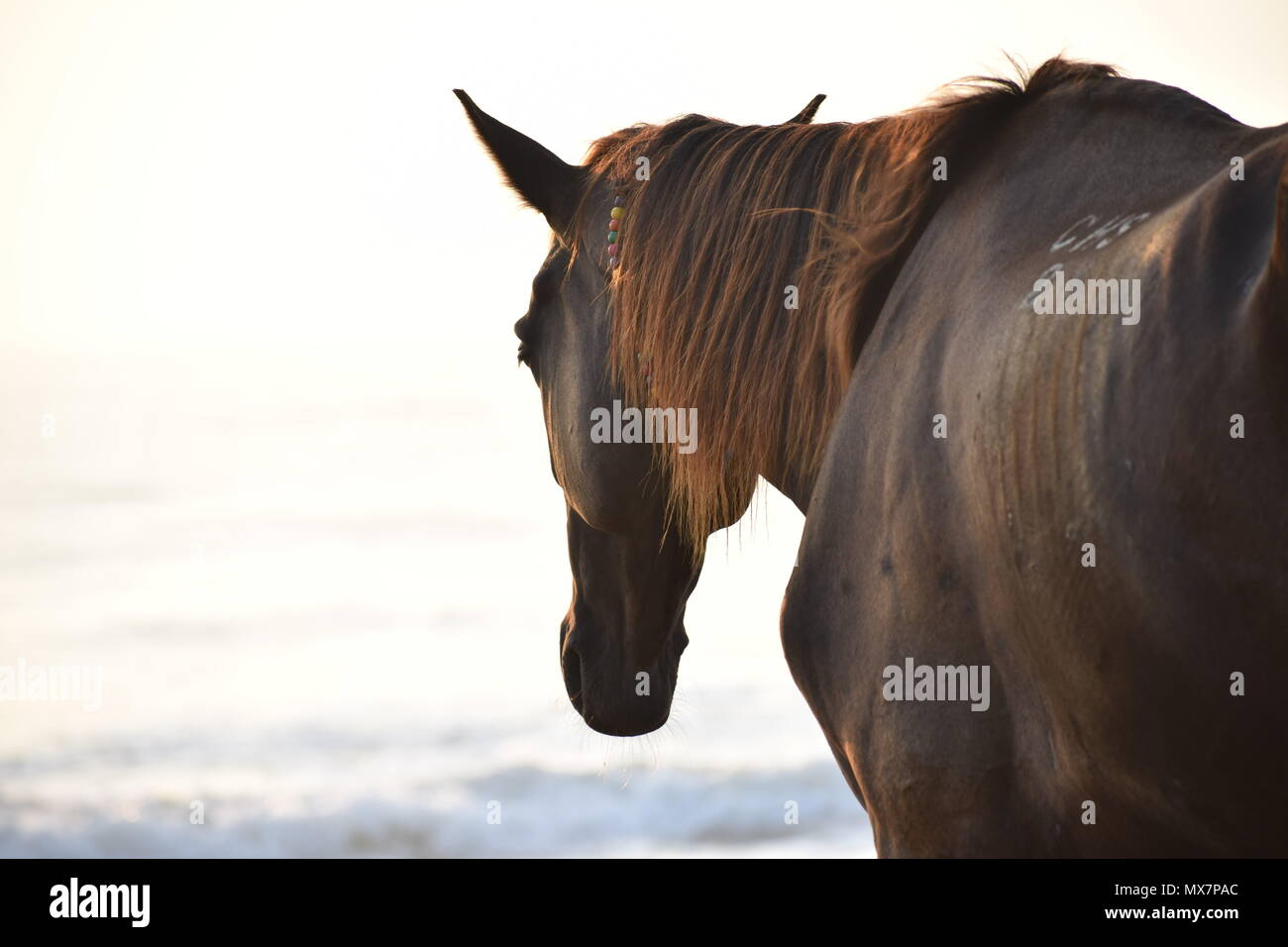 Pferd am Strand Stockfoto