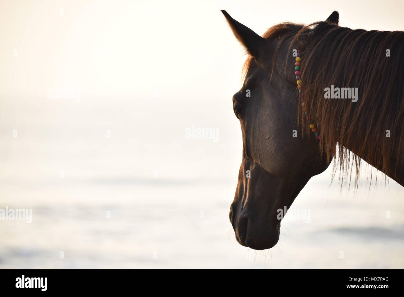 Pferd am Strand Stockfoto