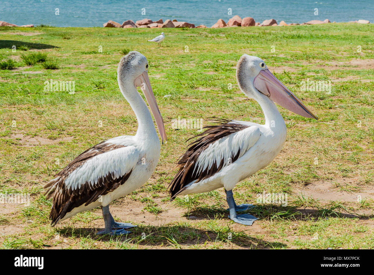 Zwei Pelikane entlang zu Fuß neben dem Meer, auf einem grasbewachsenen Bank in Australien. Stockfoto