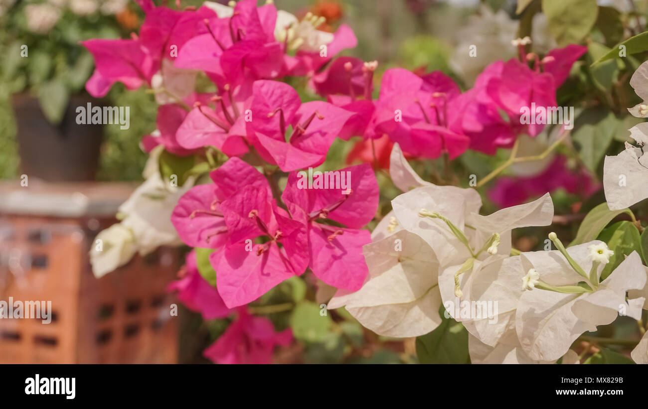 Schöne Bilder von Blumen in einem riesigen Garten Stockfoto