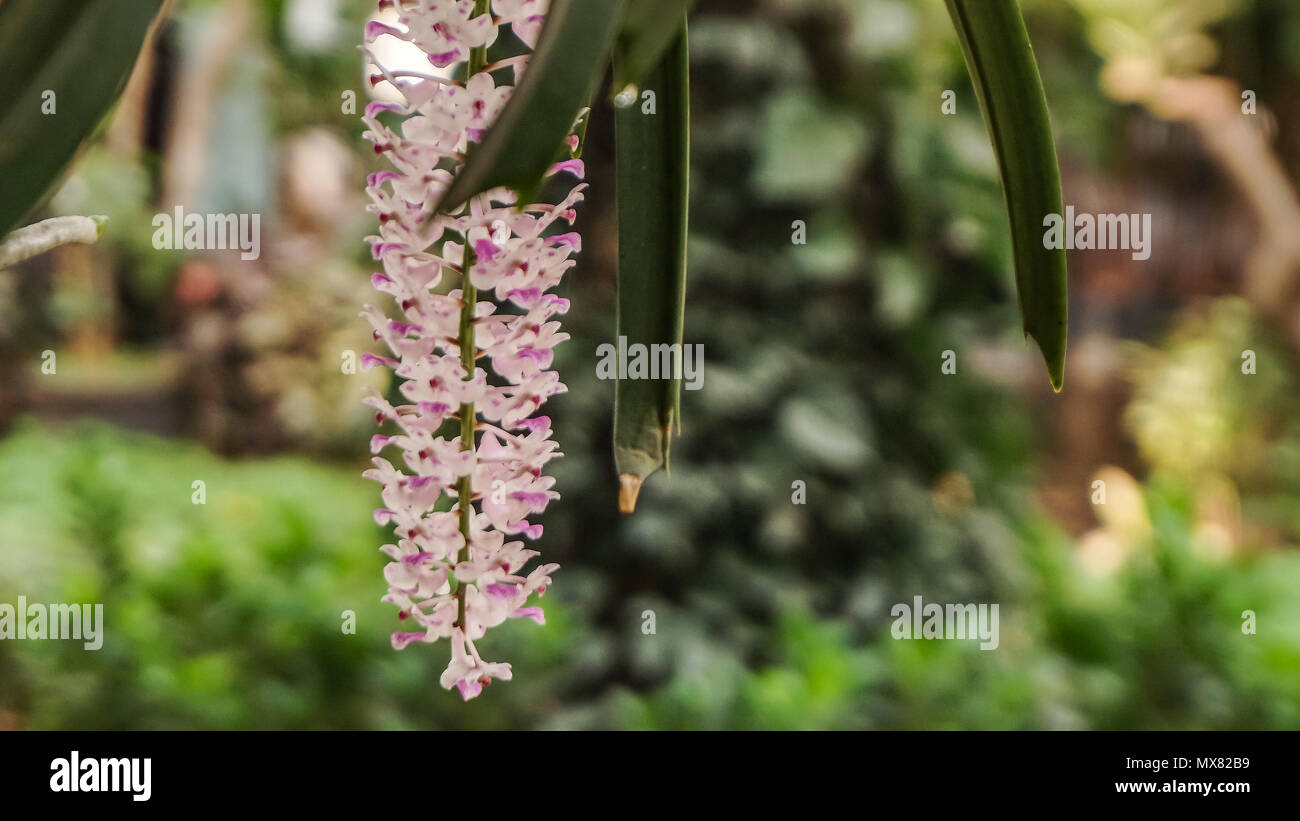 Schöne Bilder von Blumen in einem riesigen Garten Stockfoto